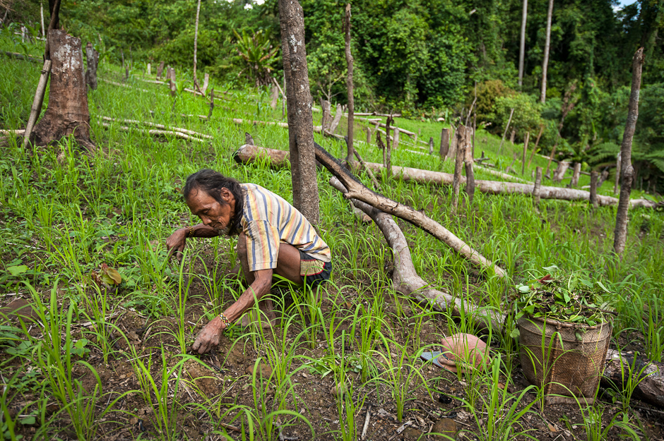 kaingin farming