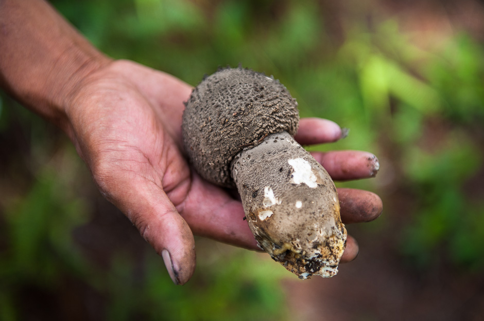 Wild Mushroom