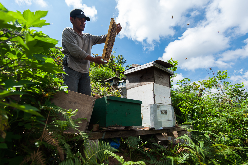 Checking Beehives