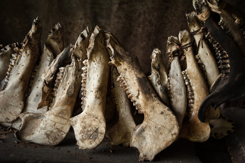 Wild Pig skulls