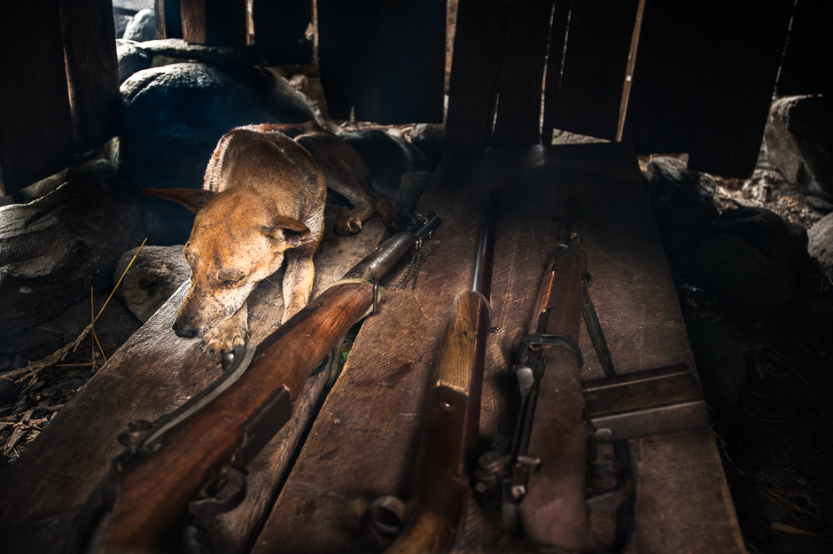 Dog and Guns