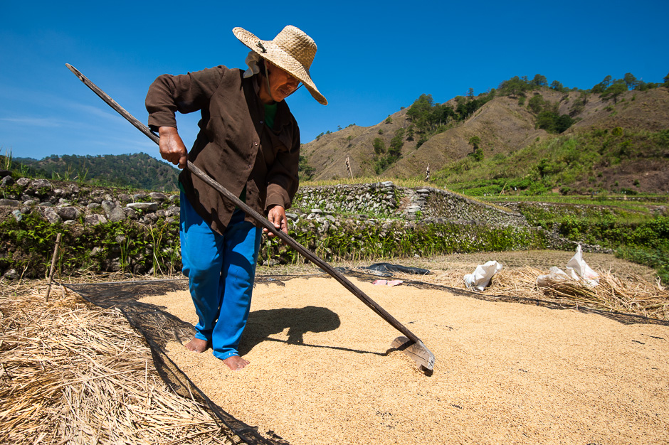 Drying Rice in the Sun