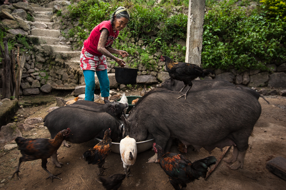 Fang-od feeding pigs