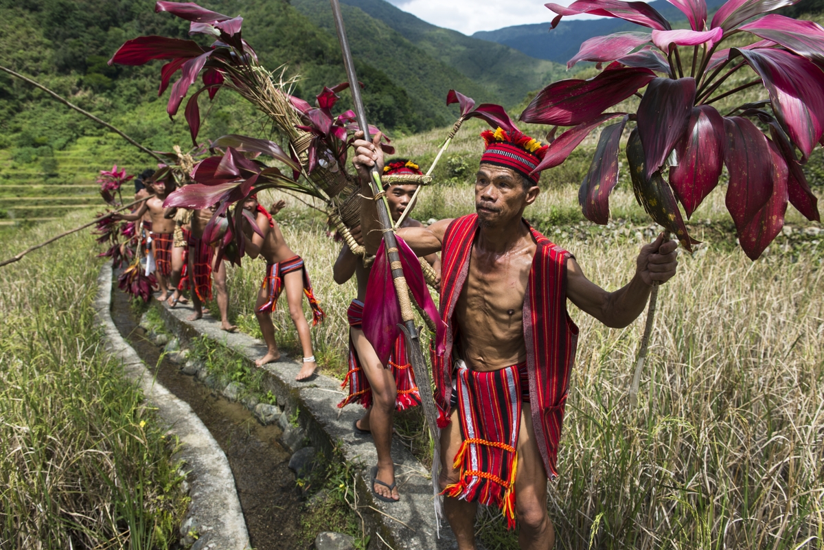 Punnuk Rice Harvest Ritual - Ifugao