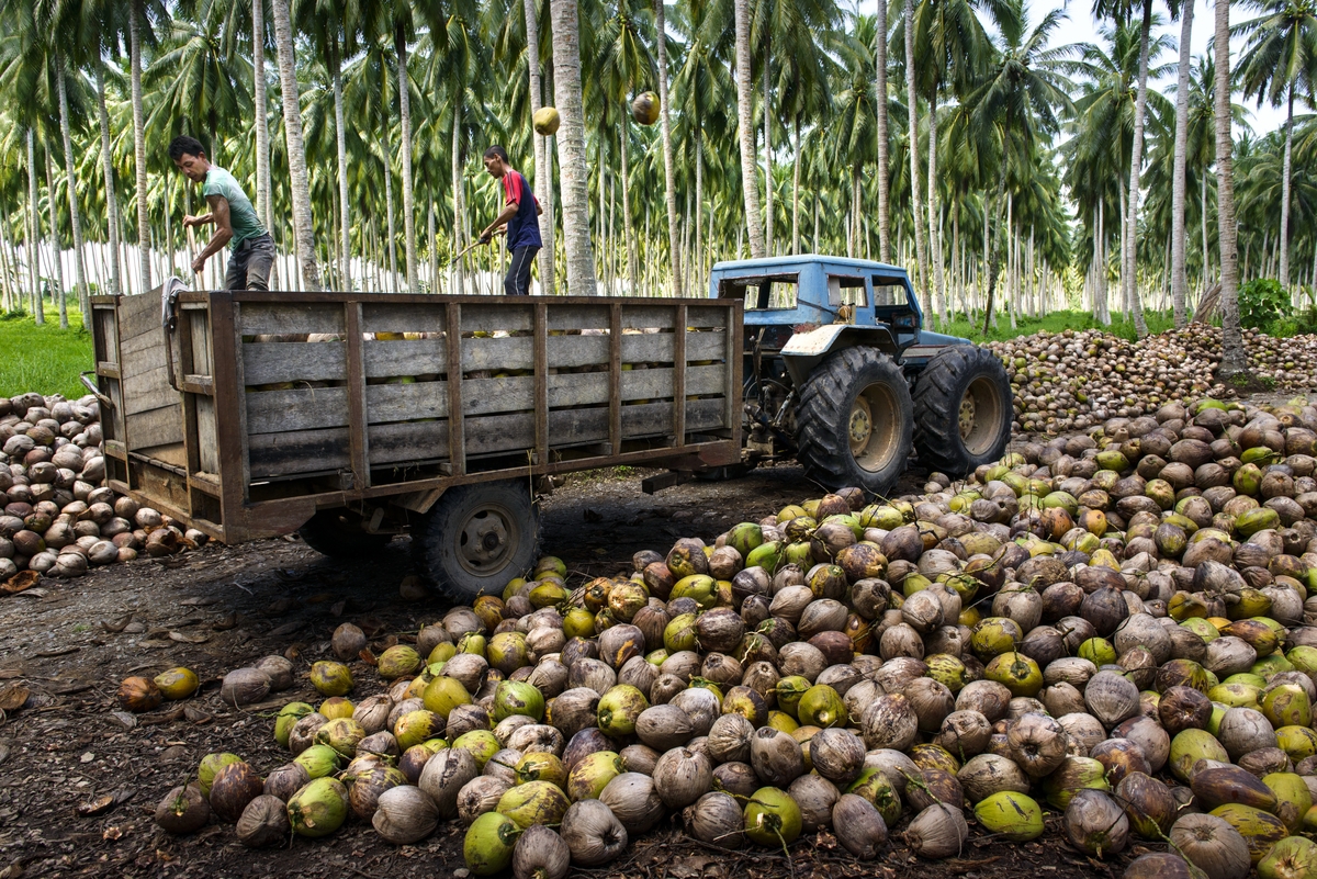 Men working on a coconut plantation