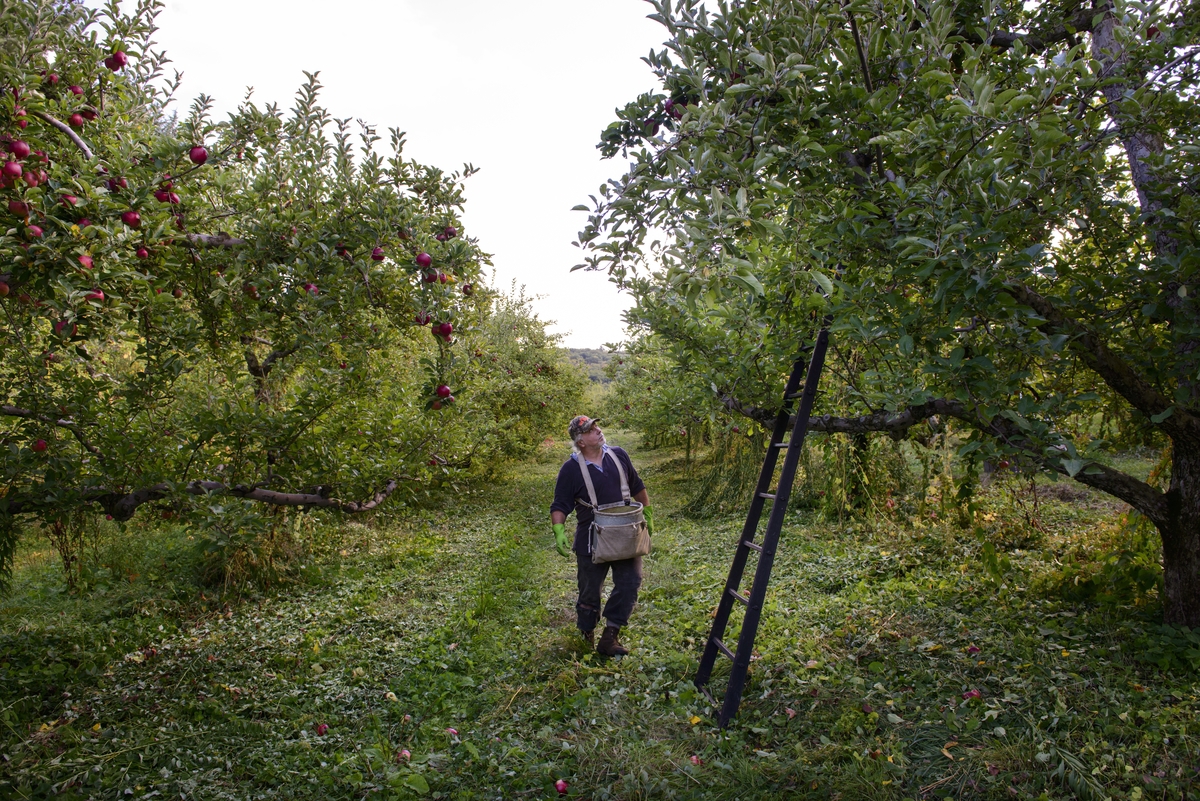 Apple picker in an orchard