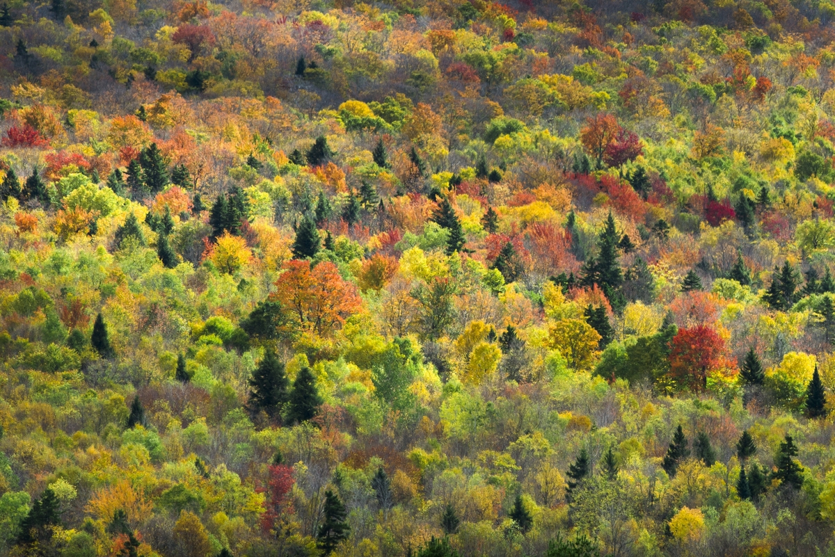 Peak colors of autumn