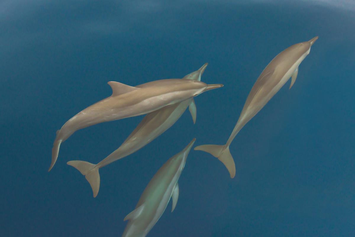 Spinner Dolphins, Tanon Straight