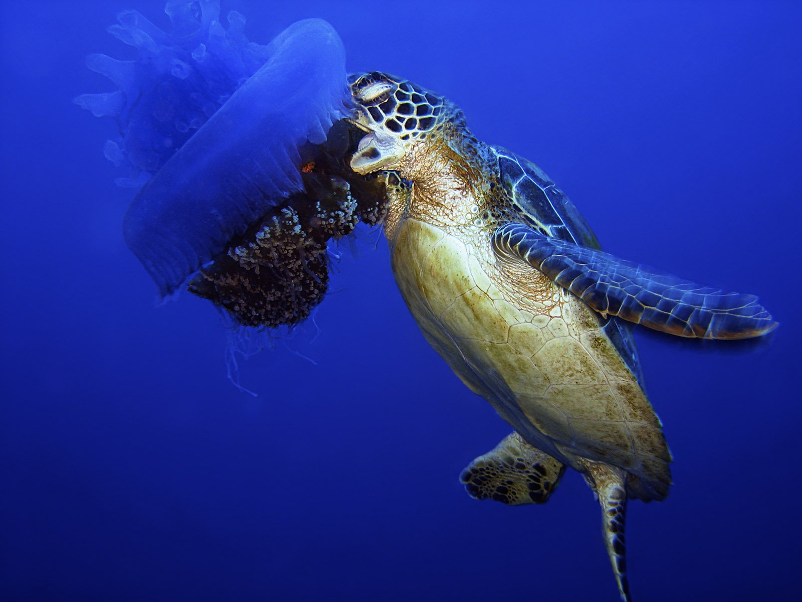 Green Sea Turtle Eating A Jellyfish Jacob Maentz